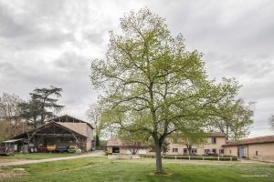 La arquitectura cisterciense de la Abbaye de Gimont Planselve