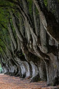 La arquitectura cisterciense de la Abbaye de Noirlac