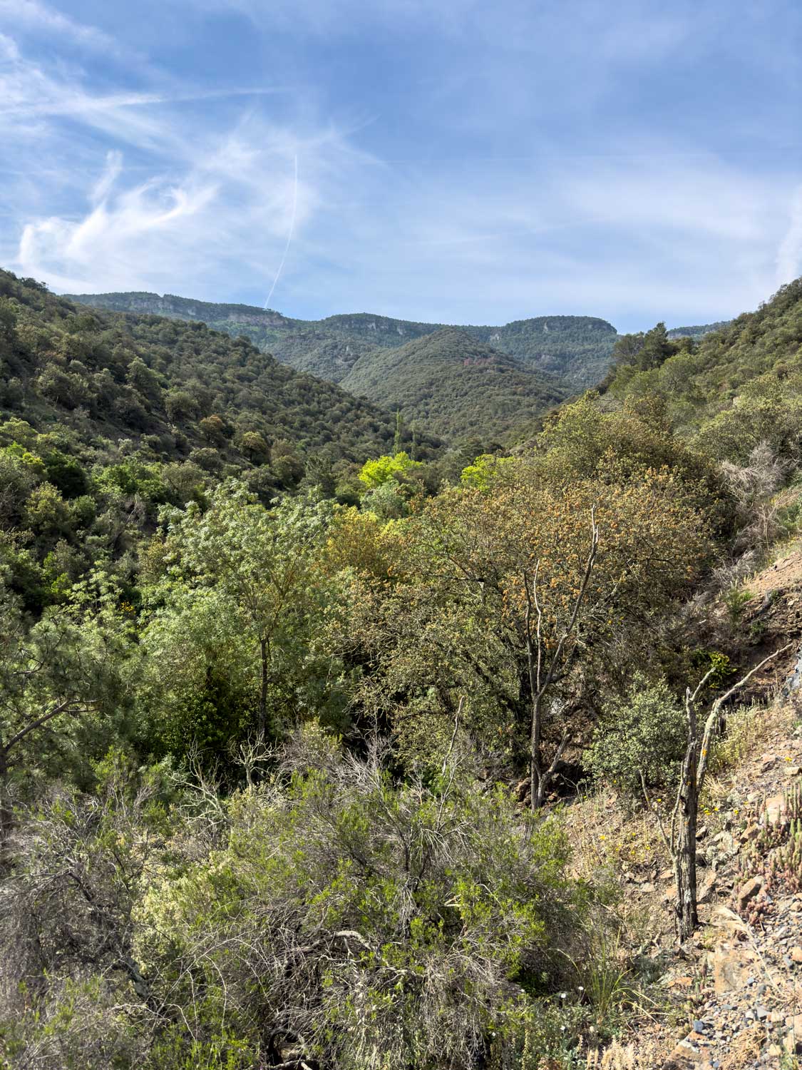 Bosques de Poblet.