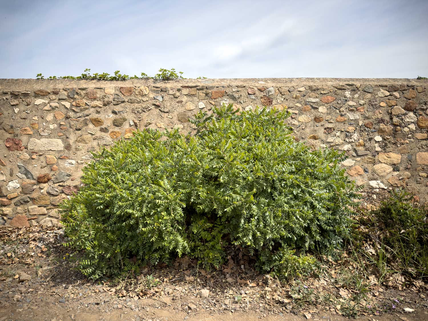 Zumaque o sumac.